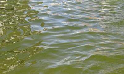 Soft shining rolling waves on green water surface in Florida nature
