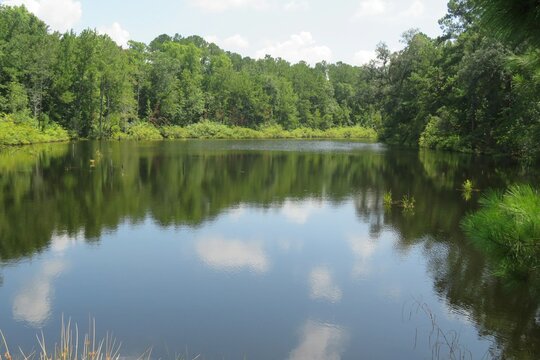 Beautiful landscape of marshes and forests in North Florida nature