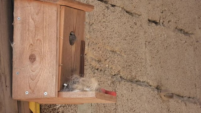 Haussperling (Passer domesticus)