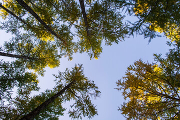 Tall trees forest viewed from below.