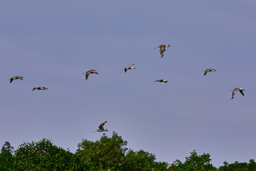 A group of seabirds flying upon the mangrove swamp.