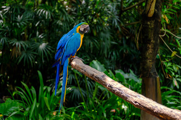 Parrot on branch.