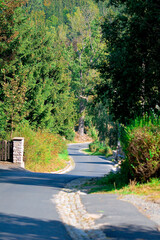 road in the wild forest