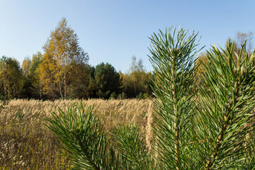 early autumn, yellow leaves on the trees in the forest