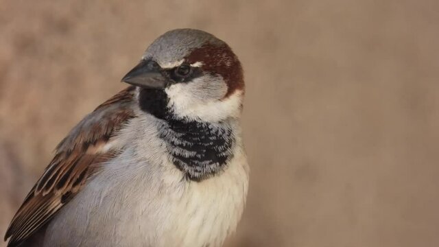 Haussperling (Passer domesticus)
