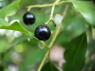 Beautiful black Sandalwood Santalum Album Fruit and Leaf Macro photo selective focused