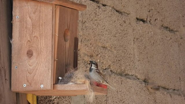 Haussperling (Passer domesticus)
