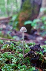 Tiny Forests to explore with Mushrooms