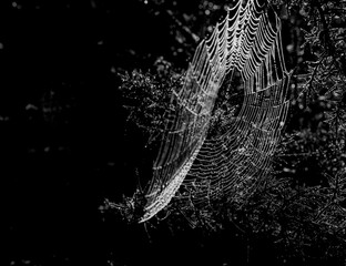Telas de araña