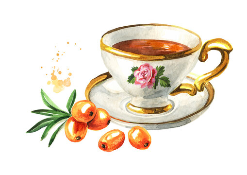 Cup of tea with Sea buckthorn ripe berries. Hand drawn watercolor illustration isolated on white background
