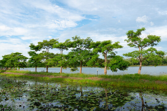 picture of trees and water lily in the lake under blue sky in summer