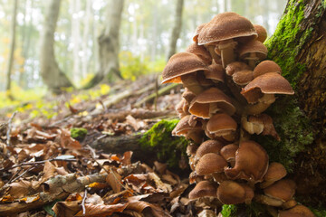 Mushrooms on tree trunk. Autumn landscape. Brown mushrooms © elleonzebon