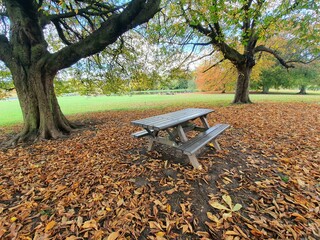 bench in autumn park