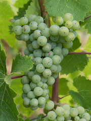 Grappe de raisins : vendange