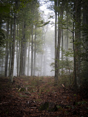Forêt dans la brume