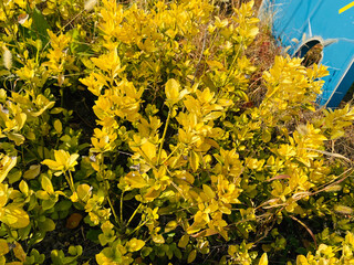a close-up photograph of the yellow-colored leaves of grass