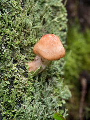 Champignon poussant  sur du lichen