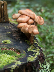 Groupe de champigons poussant sur un tronc d'arbre