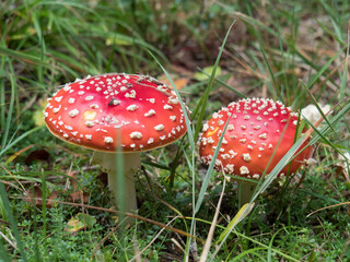 Champignon : Amanite tue-mouche, fausse oronge, amanita muscaria