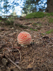 Champignon sortant de terre : Amanite tue-mouche