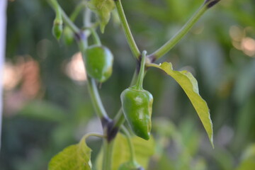 Green chili in its plant.