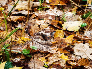 wet fallen leaves on surface of meadow in forest on rainy autumn day