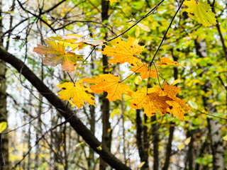 Naklejka na ściany i meble twig of maple tree with colorful leaves in city park on rainy autumn day (focus on leaves on foreground)