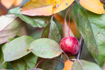 little ripe red fruit of crab apple tree closeup in green leaves in city park on autumn day (focus on the apple)
