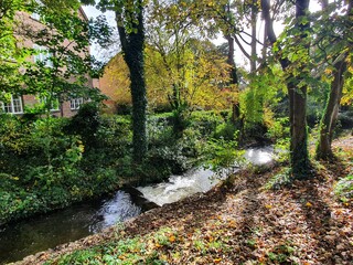autumn in the forest