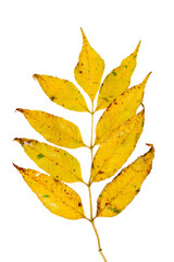 Colorful autumn ash leaf isolated on a white background. Top view.