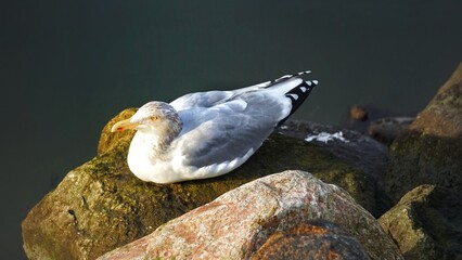 seagull in flight