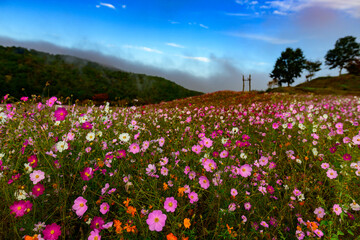満開のコスモス花畑が晴れた空に美しい