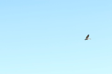 Pelican soars in the blue sky