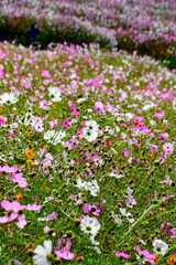 Fototapeta premium 満開のコスモス花畑が晴れた空に美しい