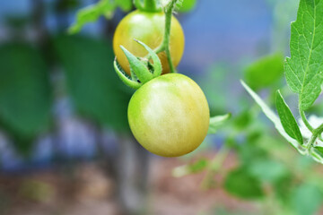 green tomatoes on a branch