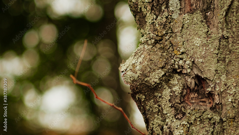 Wall mural bark of a tree