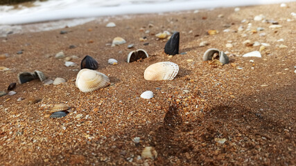seashells on a sandy beach at the edge of the sea