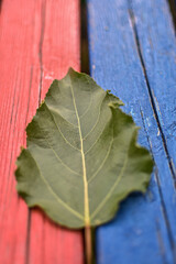 Leaf