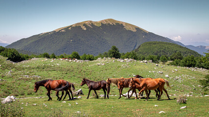 Branco di Cavalli selvaggi al pascolo in montagna.