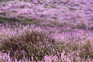 Obraz premium close-up shot of violet heather flowers, also known as ling or Calluna vulgaris, growing in small bushes all over the place, they like sandy and dry soil