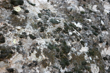 Texture of old rock with moss. Lichens and moss background.