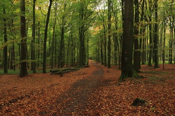 Obraz premium Schöner Weg durch den Buchenwald