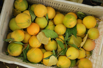 Pile of oranges with green leaves in basket. Fruit market. Organic farming concept.