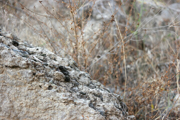 Close up of stone with fungus on blurred nature background. Moss growing on the rock surface.