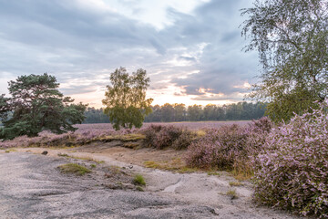 Heather landscape with violet blossoms right after a summer rain, small sand pathway with puddles,  with a clouded covered sky right before sunset use as nature background