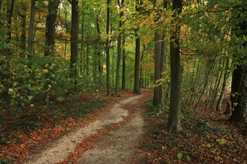 Schöner Weg durch den Buchenwald