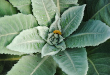 Close up of a hairy rosette with dewdrops and fallen leaf of the great or common mullein (Verbascum...
