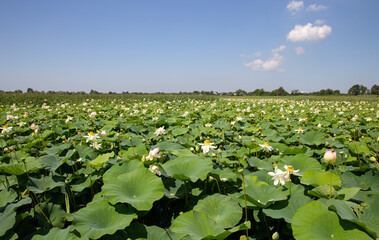 Lotus. Indian lotus flowers close up. Beautiful delicate flower.