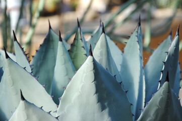 Close up of thick grey green leaves with dark spines on their tips of Parry's or mescal agave (Agave parryi) native to Arizona, New Mexico, and northern Mexico. 