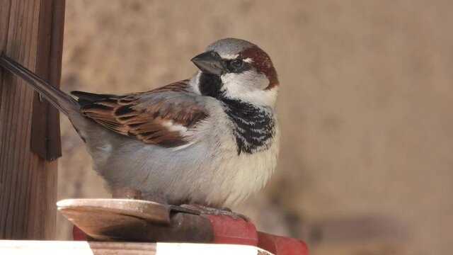 Haussperling (Passer domesticus)